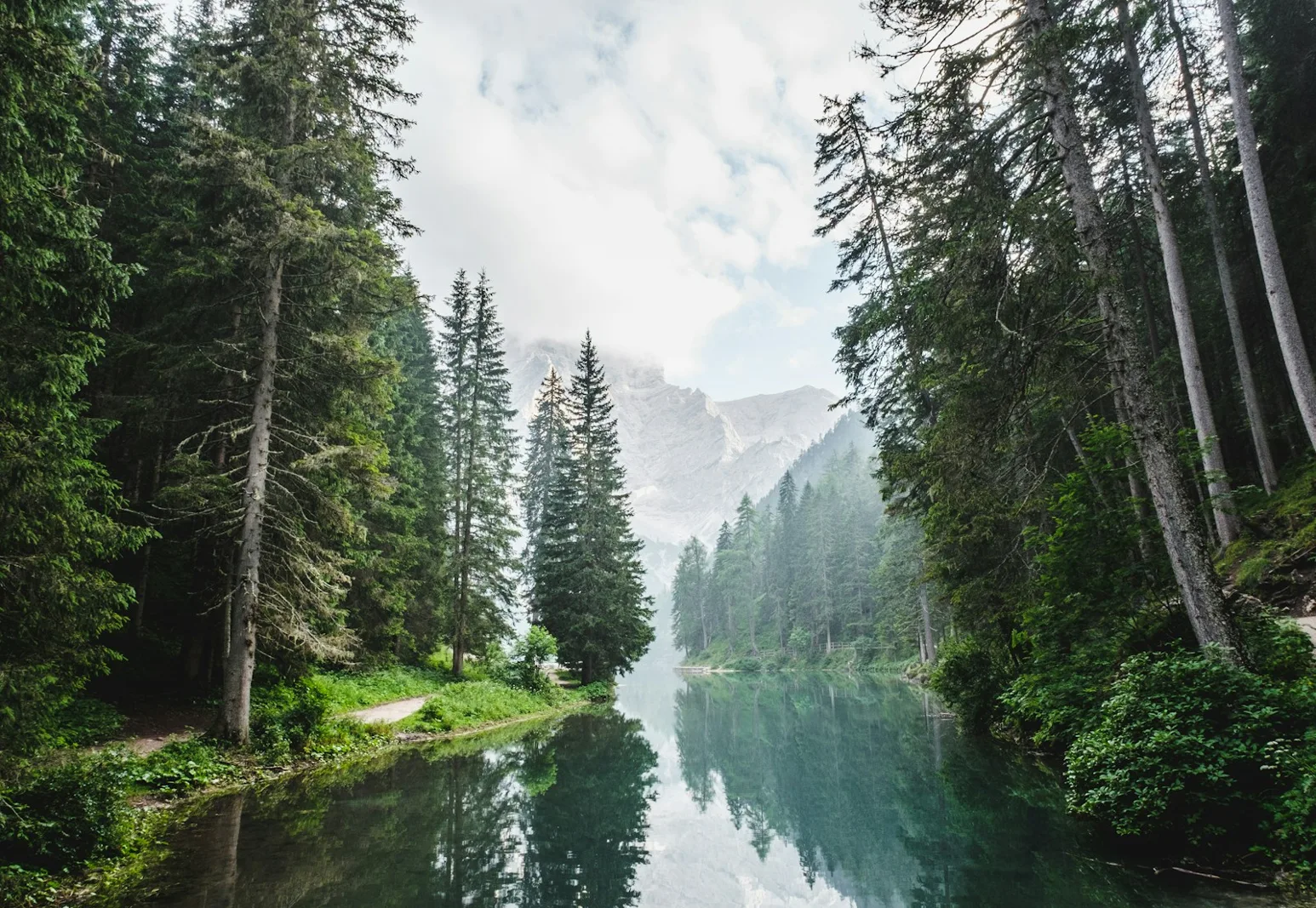 Paisaje natural de bosque, imagen referencial